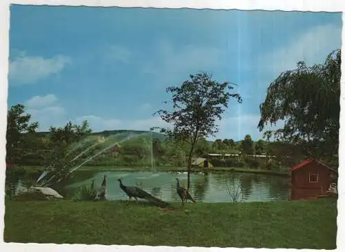 [Ansichtskarte] GERMANY - Bad Pyrmont - Tierpark. 