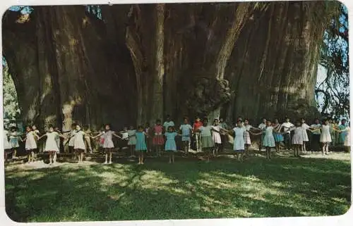 [Ansichtskarte] MEXICO - Tula - children demonstrate the size of the Tule Tree. 