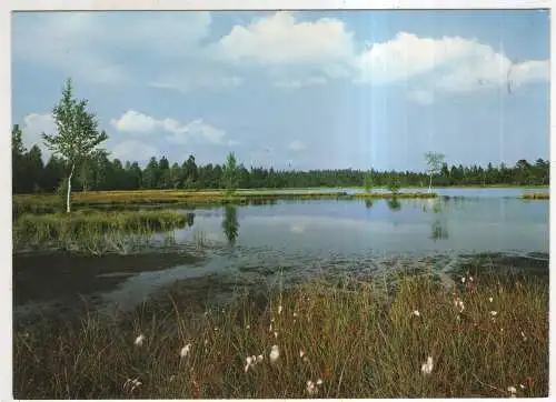 [Ansichtskarte] GERMANY - Hochmoor Wildsee - Naturschutzgebiet bei Kaltenbronn. 