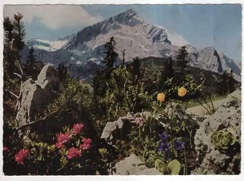 [Ansichtskarte] GERMANY - Alpenflora am Fuße der Alpspitze. 