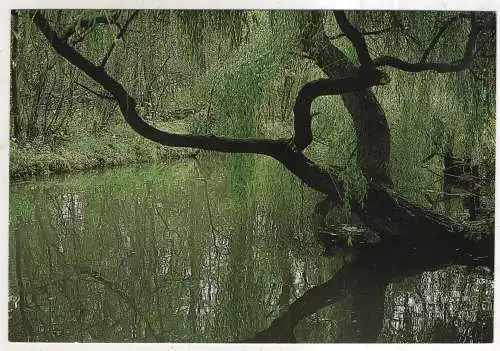 [Ansichtskarte] GERMANY  - Naturidylle im Spreewald. 