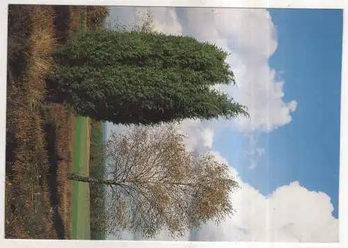 [Ansichtskarte] GERMANY  - Lüneburger Heide bei Schneverdingen. 