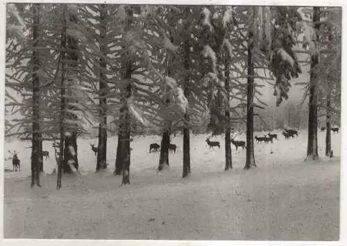 [Ansichtskarte] GERMANY  - Winter im Harz - Rotwild. 