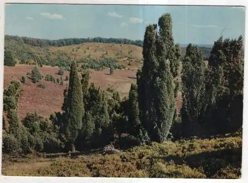 [Ansichtskarte] Lüneburger Heide. 