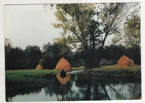 [Ansichtskarte] Spreewald - Wiesenlandschaft. 