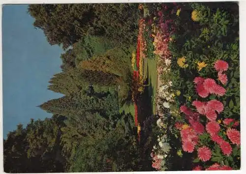 [Ansichtskarte] Insel Mainau im Bodensee - Dahlien und Konifwewn. 