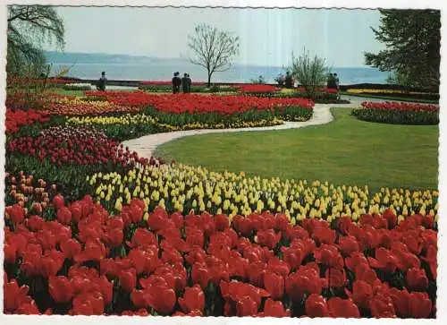 [Ansichtskarte] Insel Mainau im Bodensee - Tulpenblüte. 