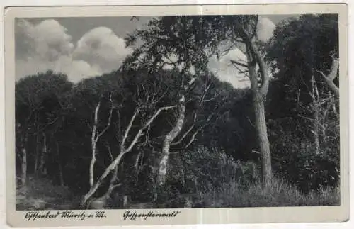 [Ansichtskarte] GERMANY  - Müritz in M. 