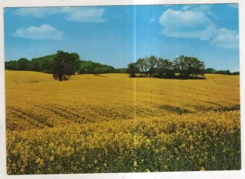 [Ansichtskarte] GERMANY - Blühendes Rapsfeld in Ostholstein. 