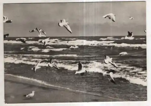 [Ansichtskarte] GERMANY - Möwen am Ostseestrand. 