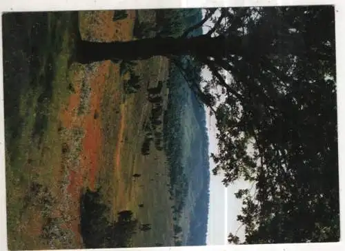 [Ansichtskarte] GERMANY - Lüneburger Heide - Totengrund. 