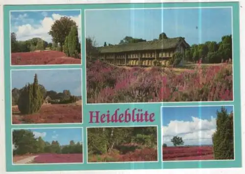 [Ansichtskarte] GERMANY - Heideblüte. 