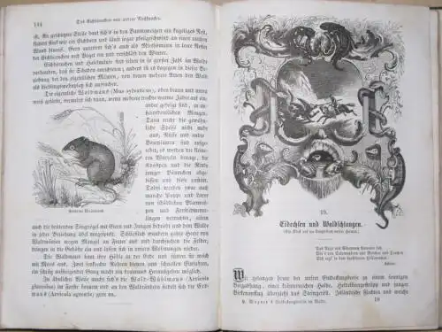 Hermann Wagner: Entdeckungsreisen in Feld und Flur / Entdeckungsreisen im Wald und auf der Heide
 Mit seinen lieben jungen Freunden und Freundinnen unternommen. 