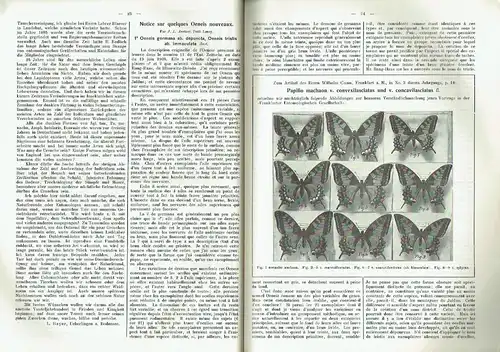 Entomologische Zeitschrift
 Zentral-Organ des Internationalen Entomologischen Vereins zu Stuttgart
 XXIII. Jahrgang. 