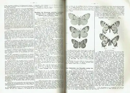 Entomologische Zeitschrift
 Zentral-Organ des Internationalen Entomologischen Vereins zu Stuttgart
 XXI. Jahrgang. 