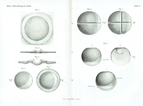 Wilhelm Roux: Die Entwickelungsmechanik
 Ein neuer Zweig der biologischen Wissenschaft, Eine Ergänzung zu den Lehrbüchern der Entwickelungsgeschichte und Physiologie der Tiere
 Vorträge und Aufsätze über Entwickelungsmechanik der Organismen. Heft1. 