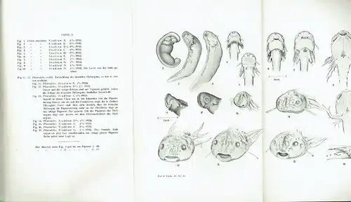 Ingvald Lieberkind: Vergleichende Studien über die Morphologie und Histogenese der larvalen Haftorgane bei den Amphibien. 