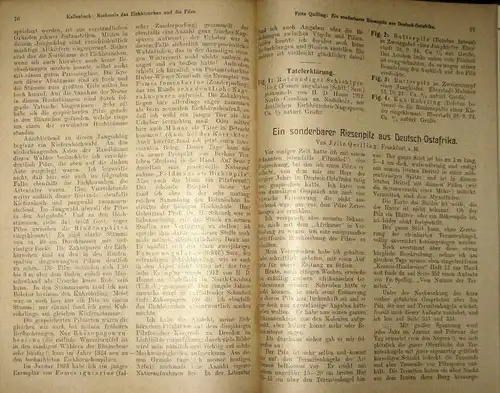 Zeitschrift für Pilzkunde
 Organ der Deutschen Gesellschaft für Pilzkunde und des Bundes zur Förderung der Pilzkunde, Berlin. 