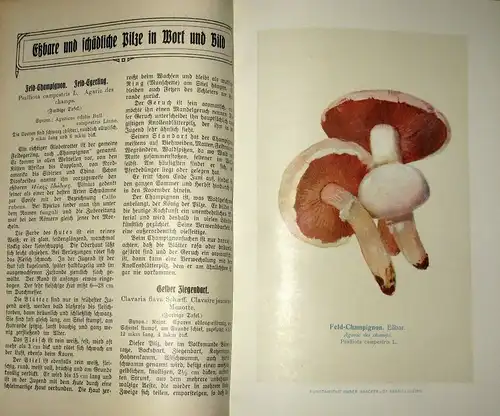 Der Pilzfreund
 Illustrierte populäre Monatsschrift über eßbare und giftige Pilze
 erster Jahrgang. 