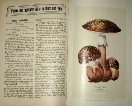 Der Pilzfreund
 Illustrierte populäre Monatsschrift über eßbare und giftige Pilze
 erster Jahrgang. 