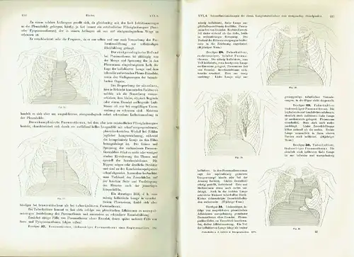 Fortschritte auf dem Gebiete der Röntgenstrahlen
 Band 16: 1910-1911. 