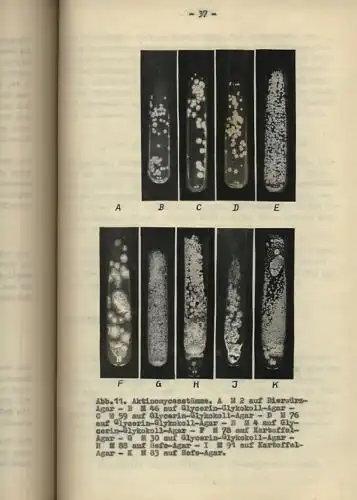 Ursula Grafe, Bad Elster: Morphologie und Biologie der Aktinomyceten im Moortaschensubstrat. 