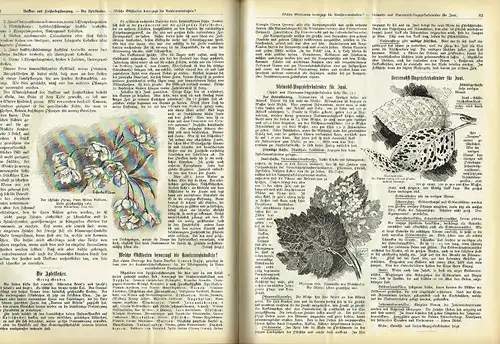 Erfurter Führer im Obst und Gartenbau
 Mit Nebenblatt Praktische Ratschläge für Haus und Hof - Reich illustrierte, praktische Wochenschrift für Jedermann. 