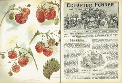 Erfurter Führer im Obst und Gartenbau
 Mit Nebenblatt Praktische Ratschläge für Haus und Hof - Reich illustrierte, praktische Wochenschrift für Jedermann. 