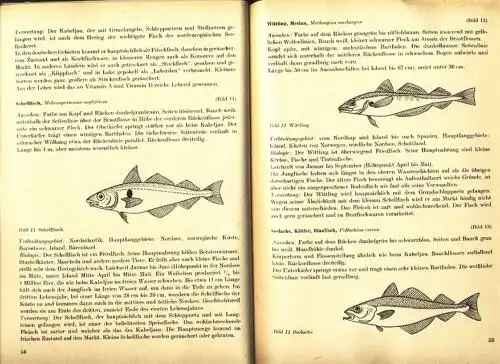 Willy Brandenburg
 Heinrich Krämer: Industrielle Fischverarbeitung
 Ein Lehr- und Handbuch über die Technik und Technologie der Fischbearbeitung und -verarbeitung. 