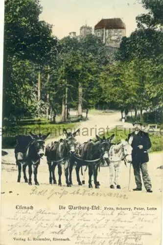 Eisenach - Die Wartburg-Esel: Fritz, Schurry, Peter, Lotte
 Ansichtskarte / Postkarte, Motiv aus Thüringen, benutzt Wartburg 6.8.1905, Chromolitho. 