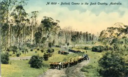 Bullock Teams in the Back Country, Australia
 Ansichtskarte / Postkarte, Motiv aus Australien, Verlagsnummer 1809, unbenutzt, printed in Prussia. 