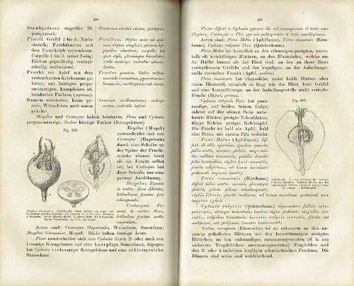 Dr. Hermann Hager: Botanischer Unterricht in 150 Lectionen
 Für angehende Pharmaceuten und studirende Mediciner
 Erster Unterricht des Pharmaceuten, Botanischer Teil. 