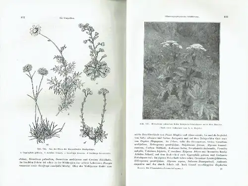 Die Pflanzendecke Österreich-Ungarns
 Auf Grund fremder und eigener Forschungen geschildert
 Band 1 (nicht mehr erschienen). 