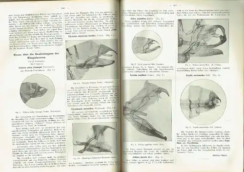 Entomologische Zeitschrift
 Zentral-Organ des Internationalen Entomologischen Vereins zu Frankfurt a. Main
 XXIV. Jahrgang. 