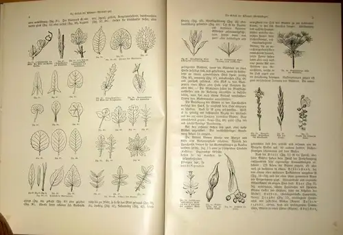 Hoffmann: Ein Handbuch zur Einführung in die heimische Flora
 Pflanzen-Atlas nach dem Linné'schen System. 