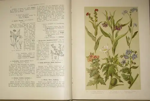 Hoffmann: Ein Handbuch zur Einführung in die heimische Flora
 Pflanzen-Atlas nach dem Linné'schen System. 