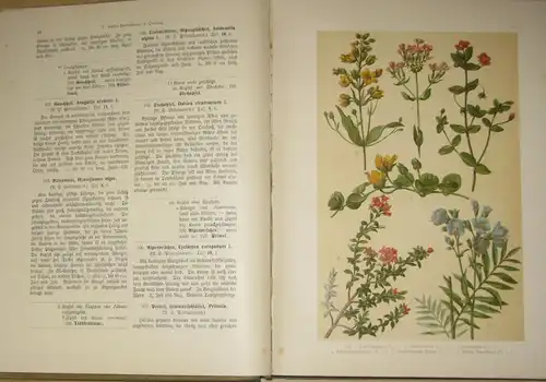 Hoffmann: Ein Handbuch zur Einführung in die heimische Flora
 Pflanzen-Atlas nach dem Linné'schen System. 