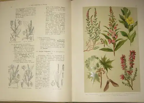 Hoffmann: Ein Handbuch zur Einführung in die heimische Flora
 Pflanzen-Atlas nach dem Linné'schen System. 