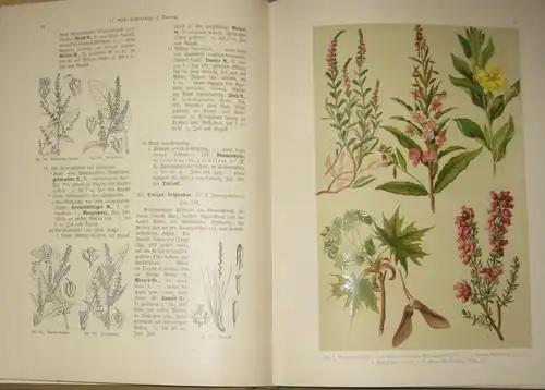 Hoffmann: Pflanzen-Atlas nach dem Linné'schen System
 Ein Handbuch zur Einführung in die heimische Flora. 