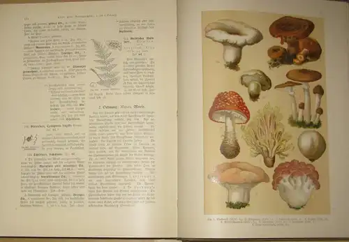 Hoffmann: Ein Handbuch zur Einführung in die heimische Flora
 Pflanzen-Atlas nach dem Linné'schen System. 