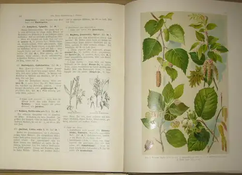 Hoffmann: Ein Handbuch zur Einführung in die heimische Flora
 Pflanzen-Atlas nach dem Linné'schen System. 