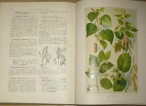 Hoffmann: Pflanzen-Atlas nach dem Linné'schen System
 Ein Handbuch zur Einführung in die heimische Flora. 