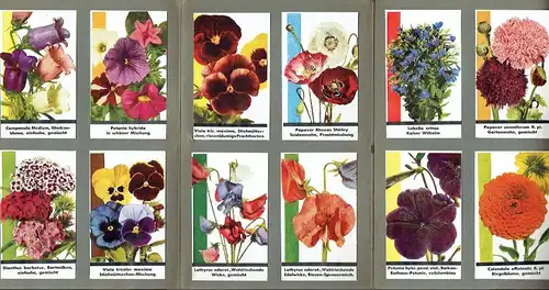 Blumen schauen Dich an
 Eine Sammlung farbiger Abbildungen von 80 Gartenblumen. 