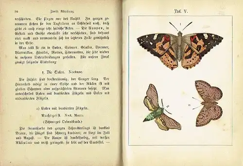 Gustav Bernhardt: Schmetterlingsbuch
 Eine Anleitung zur Kenntniß der Schmetterlinge und Raupen, welche in Deutschland vorkommen, nebst einer Anweisung, Schmetterlings- und Raupensammlungen zweckmäßig anzulegen. 