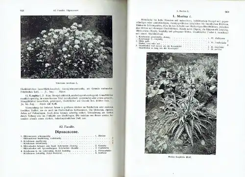 H. R. Wehrhahn: Beschreibung der in Mitteleuropa kultivierten und winterharten Schmuck- und Blütenstauden mit analytischen Bestimmungstabellen - Handbuch für Gärtner, Staudenzüchter und Gartenfreunde
 Die Gartenstauden. 