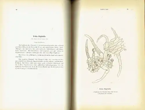 Prof. Dr. J. Moeller: Pharmakognostischer Atlas
 Mikroskopische Darstellung und Beschreibung der in Pulverform gebräuchlichen Drogen. 