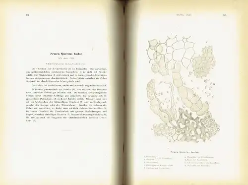 Prof. Dr. J. Moeller: Pharmakognostischer Atlas
 Mikroskopische Darstellung und Beschreibung der in Pulverform gebräuchlichen Drogen. 