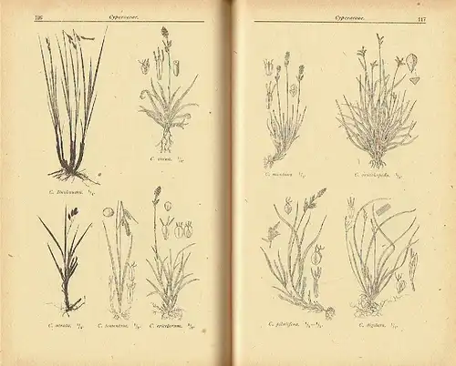 Herbert Weymar: Zusammengestellt für die botanischen Exkursionen an der Volkshochschule Dresden
 Buch der Gräser. 