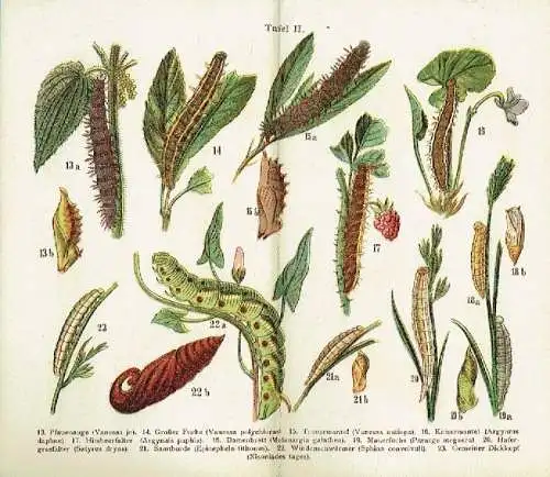 Kleiner Atlas der häufigsten Raupen
 121 Abbildungen in naturgetreuen Farben mit Angabe der deutschen und lateinischen Namen. 