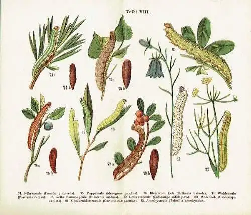 Kleiner Atlas der häufigsten Raupen
 121 Abbildungen in naturgetreuen Farben mit Angabe der deutschen und lateinischen Namen. 